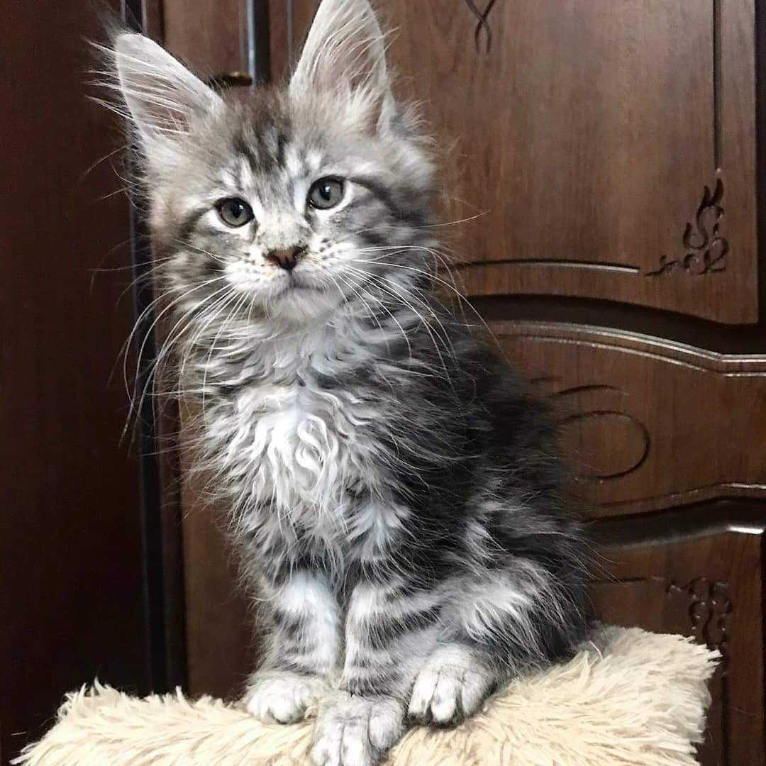 Siberian Cat